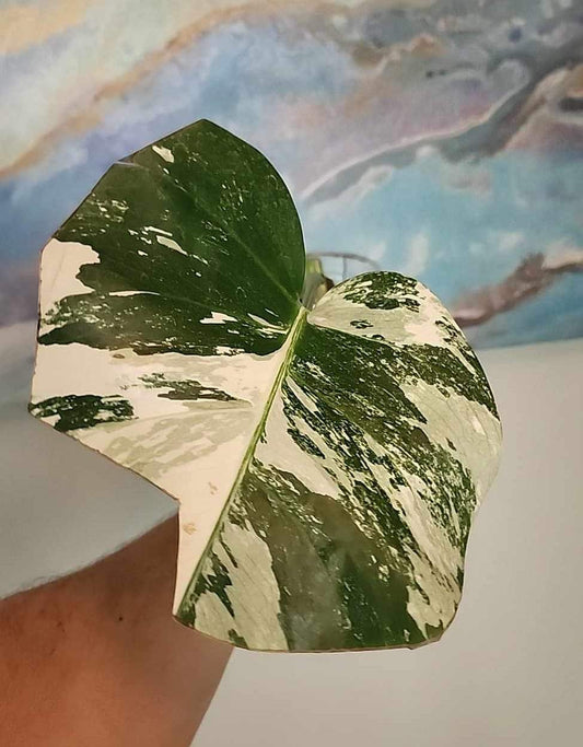 Monstera Albo Bottom cut B32 reserved for Macee Renee King Courville