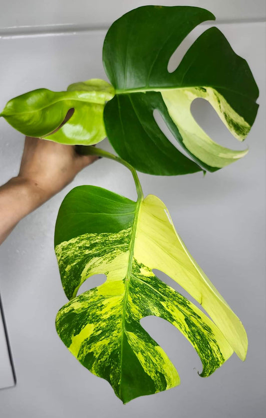 Monstera Aurea T3- Reserved Megan Pascazi