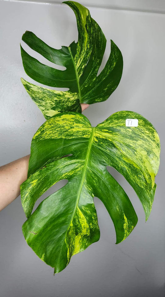 Monstera Aurea T1- Reserved Noy Laliemth