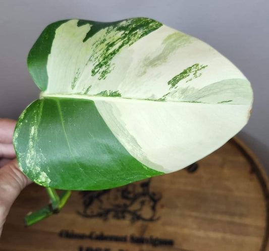 Monstera Aurea Tricolor Mid Cut reserved for Ronsta Fari