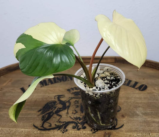 Homalomena Mint Var. - Reserved Chad Popour