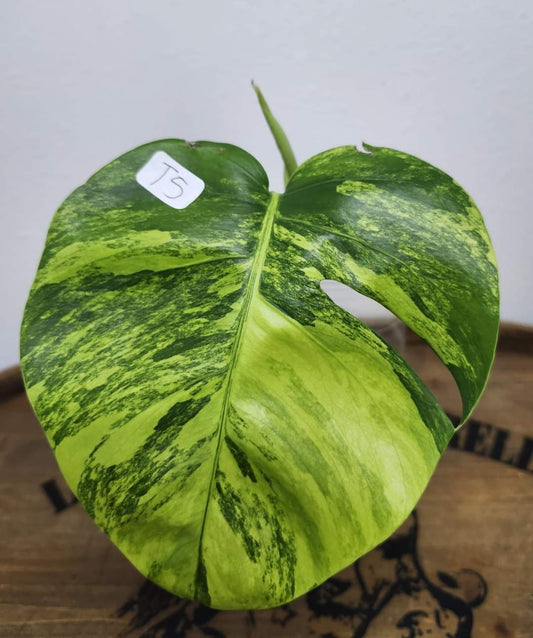 M. Aurea T5 reserved for Devin Days