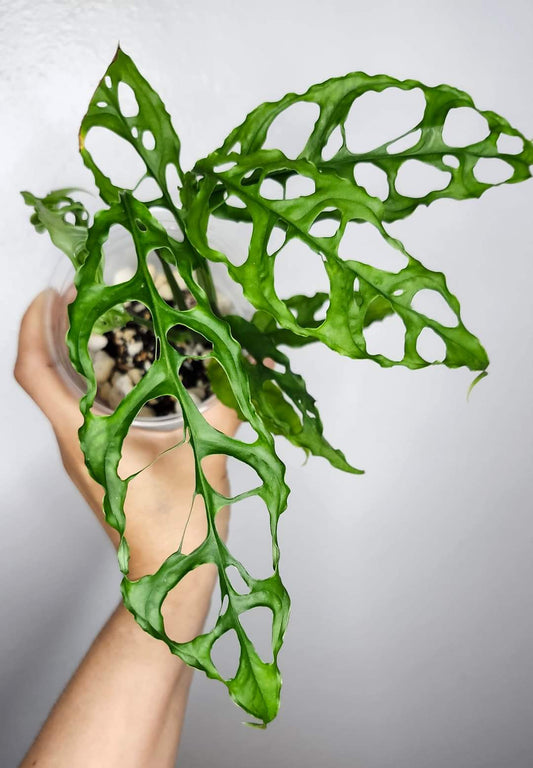 Monstera Obliqua #4- Reserved Ashleigh Young