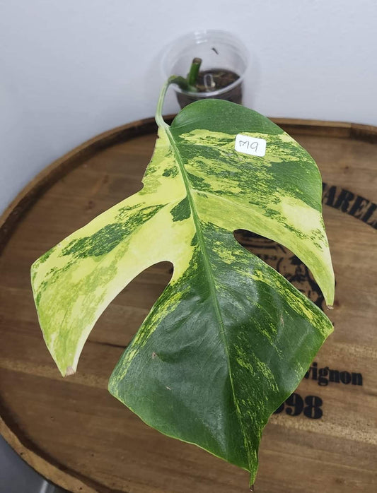 Monstera Serriana S1 and Monstera Aurea Tricolor M9 reserved for Kimberly Ann