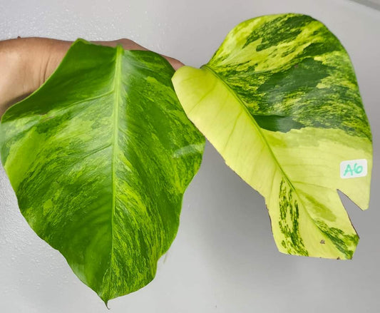 Monstera Aurea-A6- Top Cut-Reserved Jeannette Spradley