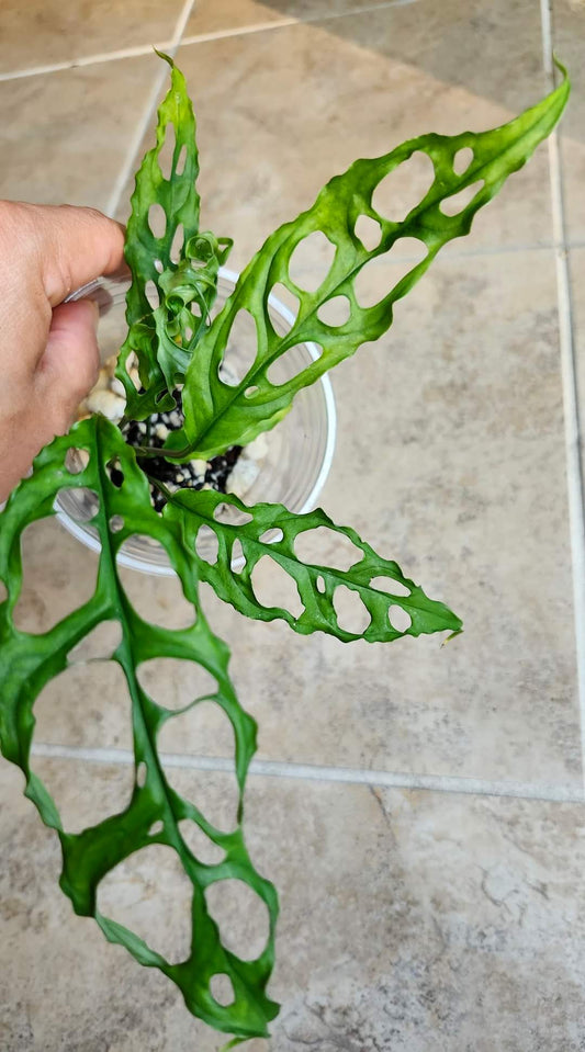 Monstera Obliqua #6- Reserved Sheena Recar