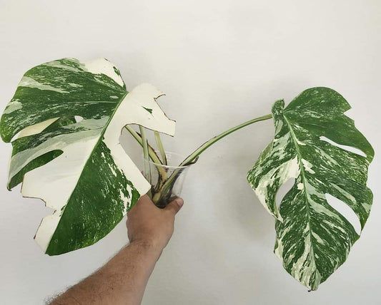 Monstera Albo Top Cut- Reserved Ashleigh Young