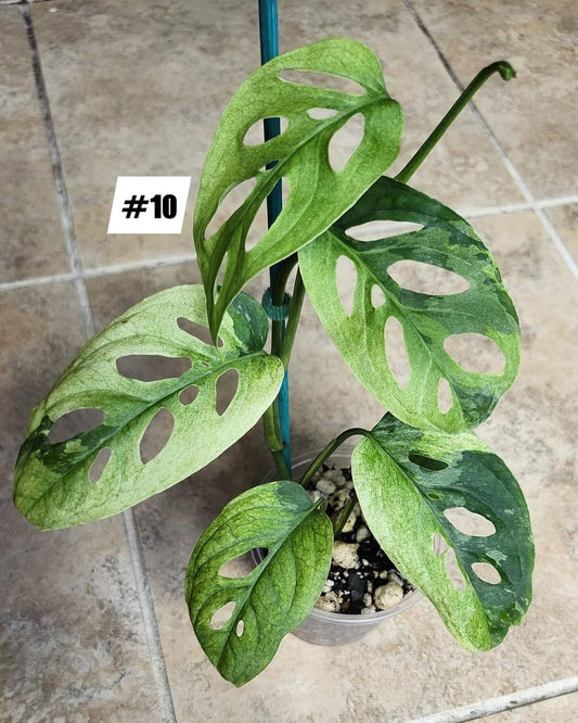 Monstera Acuminata var. Reserved for Cherri Palomo