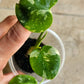 Monstera Thai TC Starter #4, #7, #12- Reserved Amanda Boodram