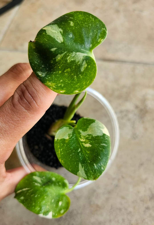 Monstera Thai TC Starter #4, #7, #12- Reserved Amanda Boodram