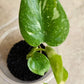 Monstera Thai TC Starter #4, #7, #12- Reserved Amanda Boodram