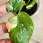 Monstera Thai TC Starter #4, #7, #12- Reserved Amanda Boodram