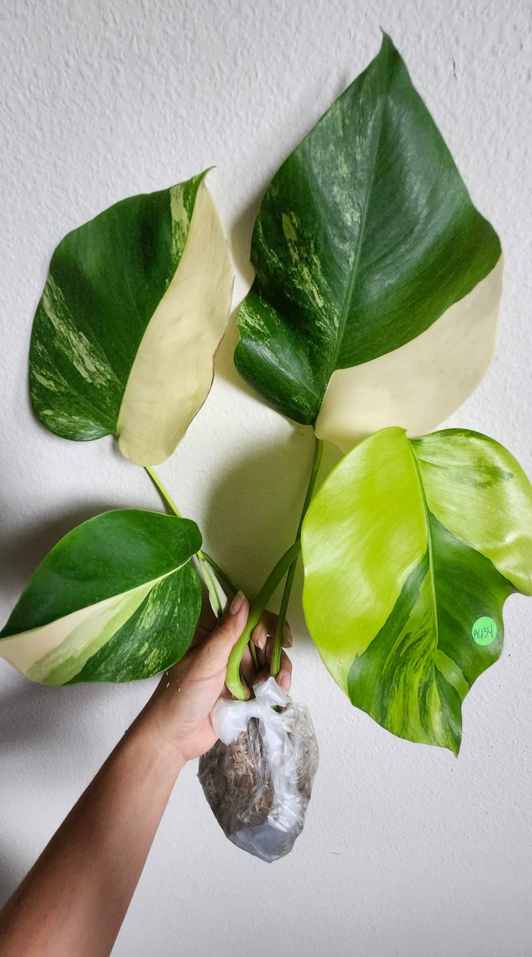 AU34 reserved for Devin Days