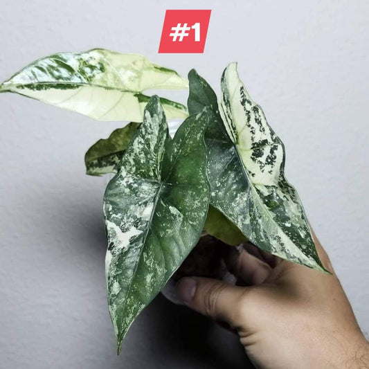 Alocasia Simpo Albo #1- Reserved Marissa Locke