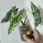 Alocasia Simpo Albo #2 reserved for Nicole So