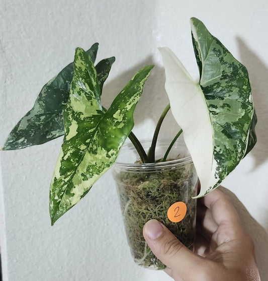 Alocasia Simpo Albo #2 reserved for Nicole So