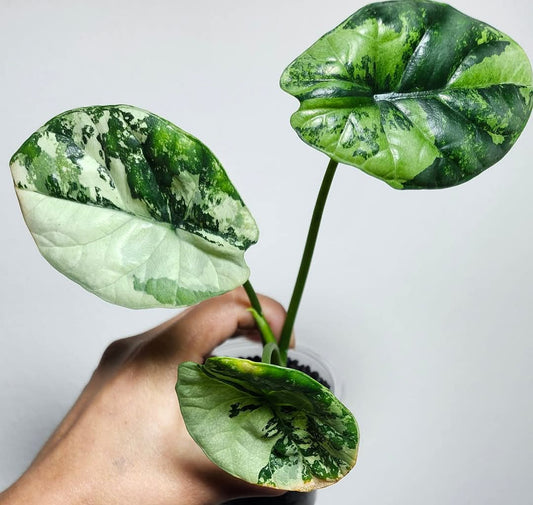 Alocasia Sinuata Albo - Reserved Chad Popour