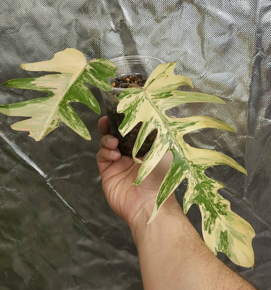 Florida x Tortum bottom cut Reserved for Lora Walters