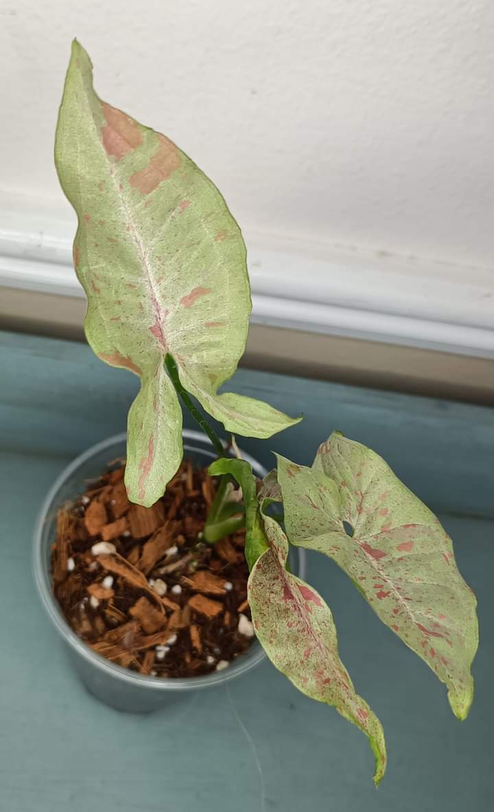 Rachel Wright Milk Confetti