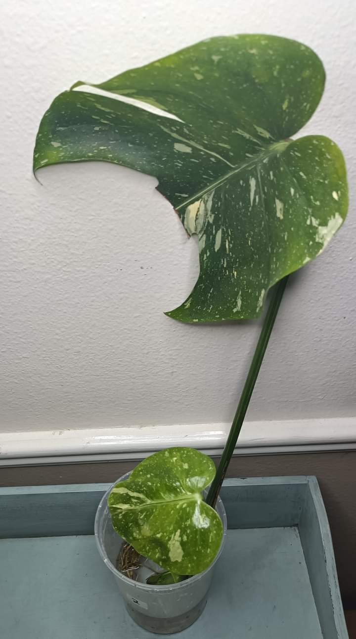 Vida Margarita Thai con auction