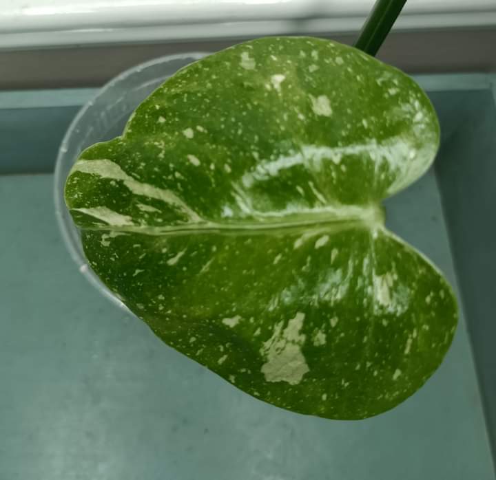 Vida Margarita Thai con auction