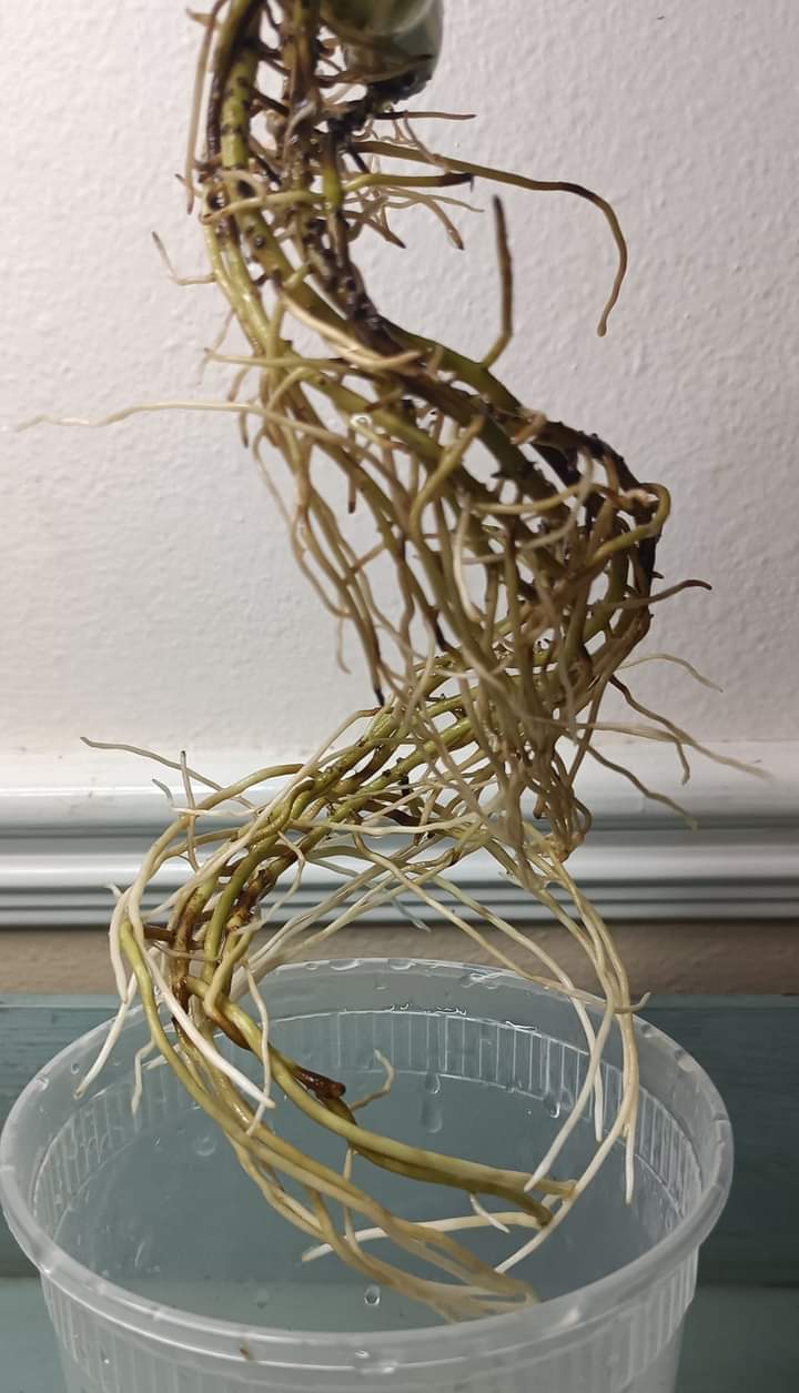 Vida Margarita Thai con auction