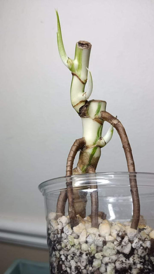 Katie Ortiz Monstera Albo 3 gp node