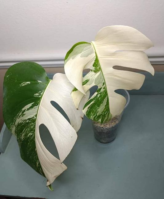 Monstera Albo Auction- Winner Brittanie Devers -