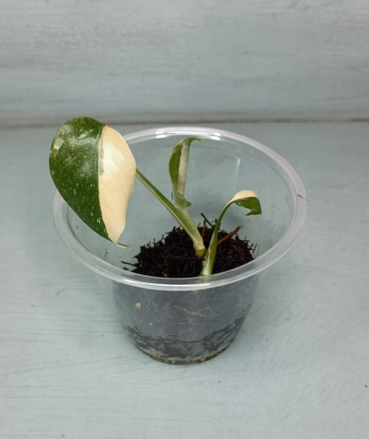 Monstera Thai Starter Auction- Winner Erica Casillas