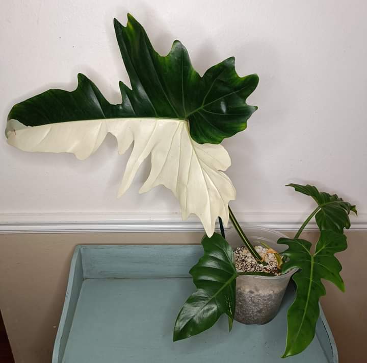 Variegated Golden Dragon l-Auction Winner Harmony Kunzler-