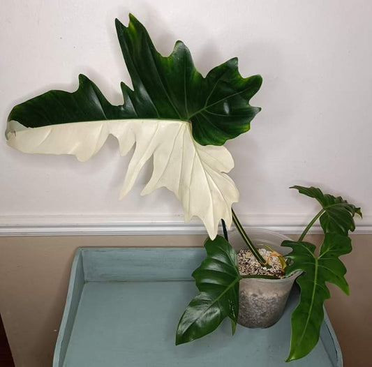 Variegated Golden Dragon l-Auction Winner Harmony Kunzler-