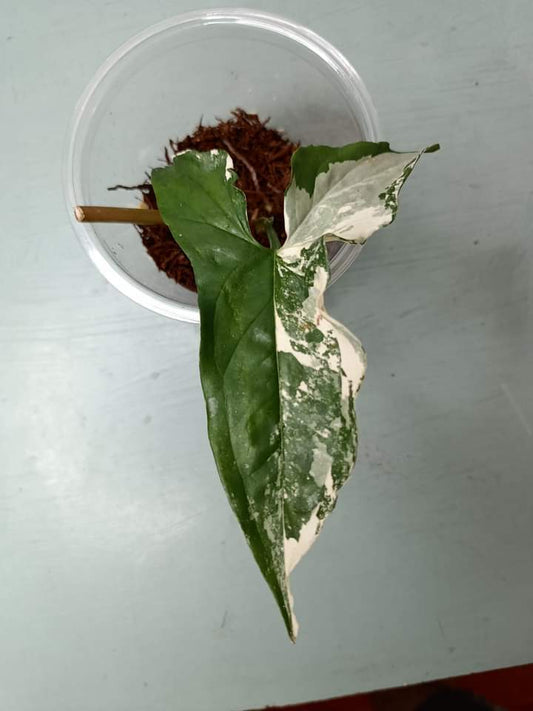 Syngonium Albo- Auction Winner Hannah Montieth