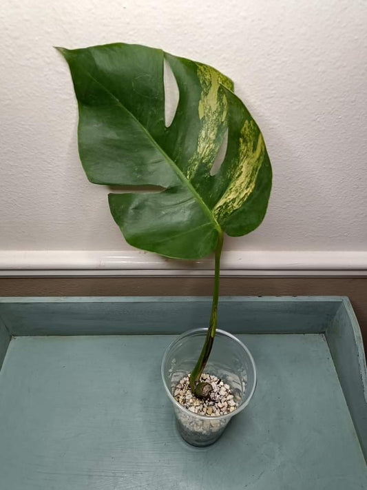 Monstera Aurea - Auction Winner Yaneli Lopez-