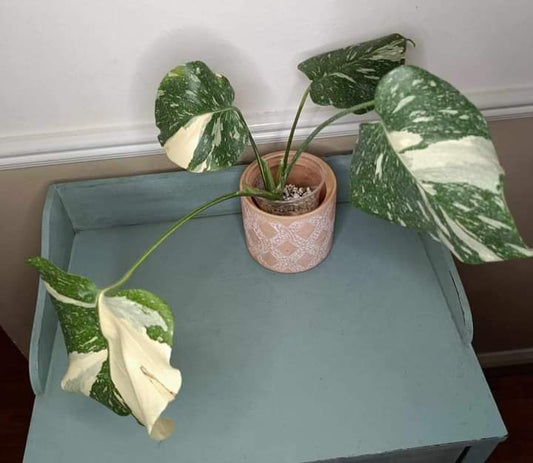 Monstera Thai Con Auction Winner -Ivanna Munoz-