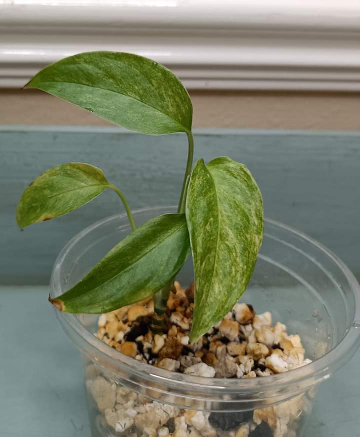 M. Adansonii Laniata Mint Auction Candice M. Stringer