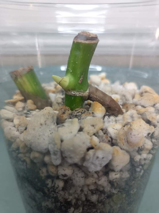 Monstera Aurea Node Auction Winner-Matt Harvey-
