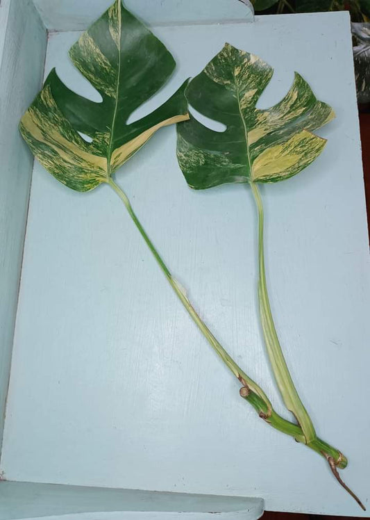 Monstera Aurea Unrooted Cutting Auction Winner-Leslie Lee!