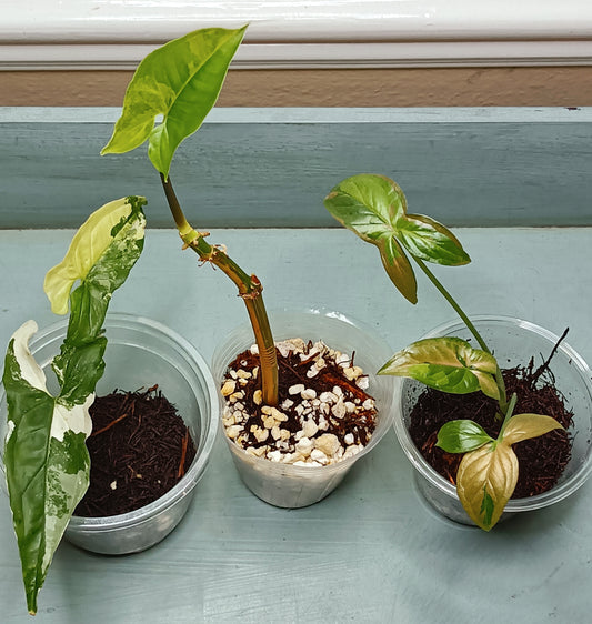 Syngonium Bundle Auction Gayla Talley Huffman