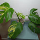 Monstera Aurea