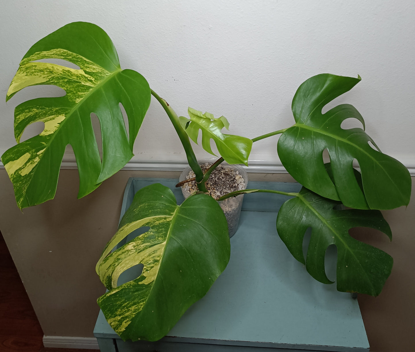 Monstera Aurea