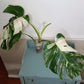 Monstera Albo A3 Reserve Deanna McKenzie