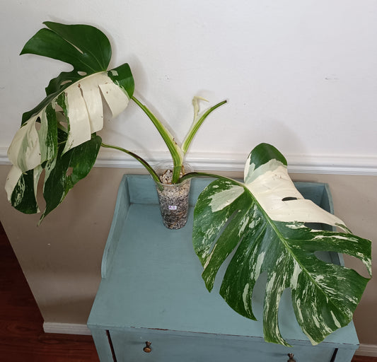 Monstera Albo A3 Reserve Deanna McKenzie