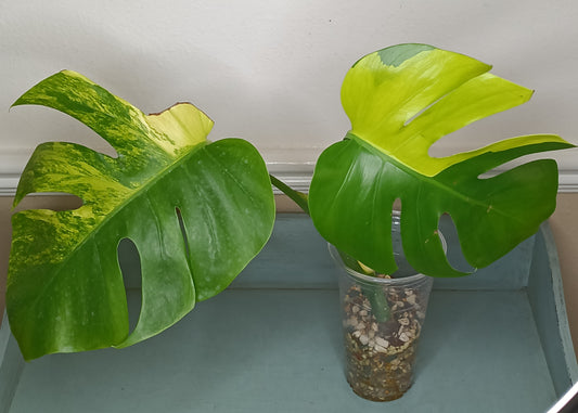 M. Aurea AU5