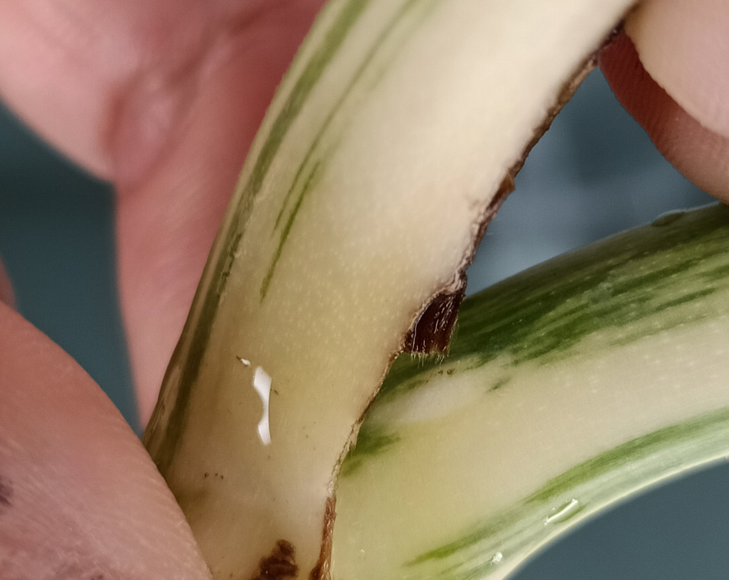 Monstera Albo Unrooted Cutting -MID CUT #2