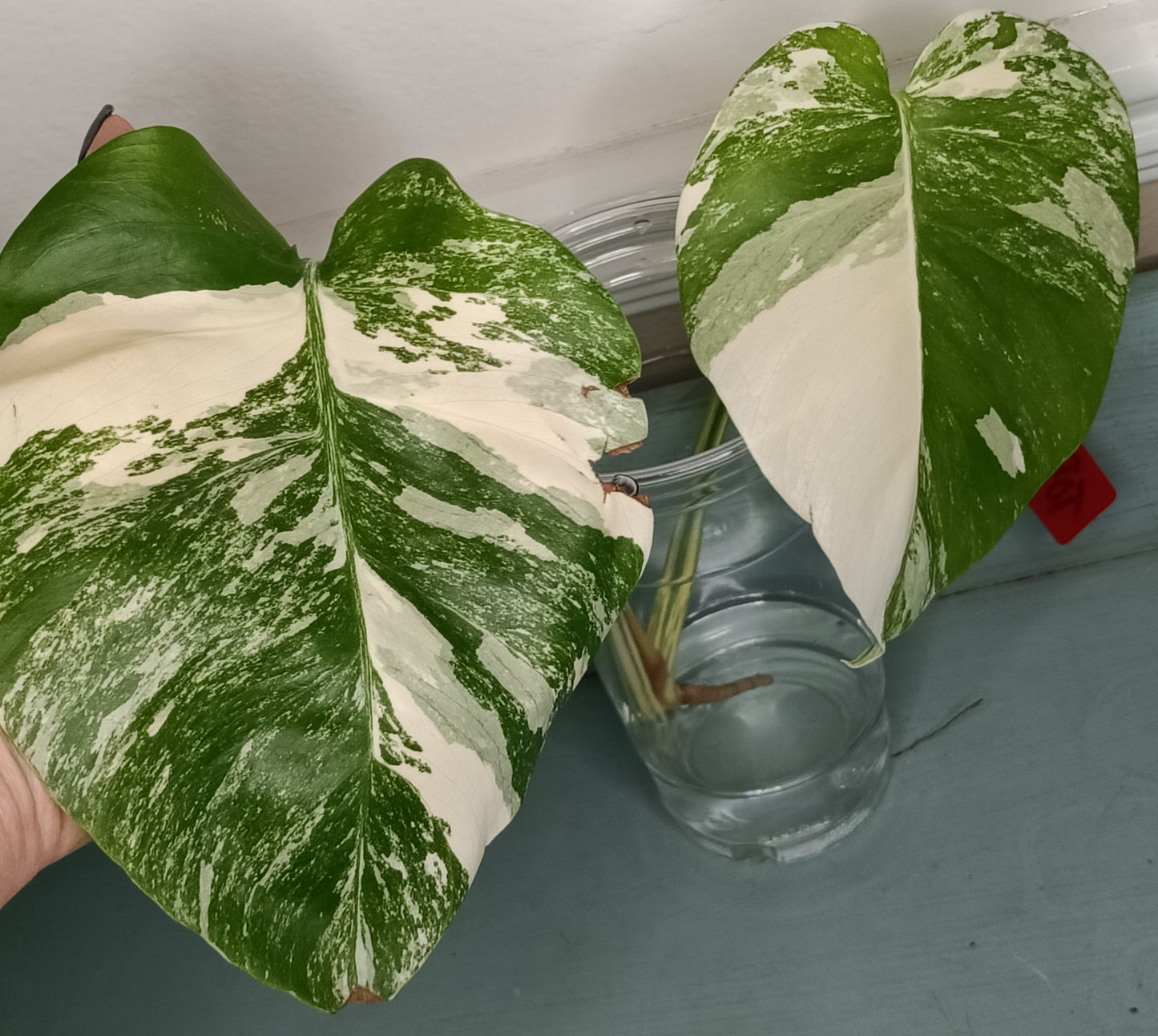 Monstera Albo Unrooted Cutting -TOP CUT #20