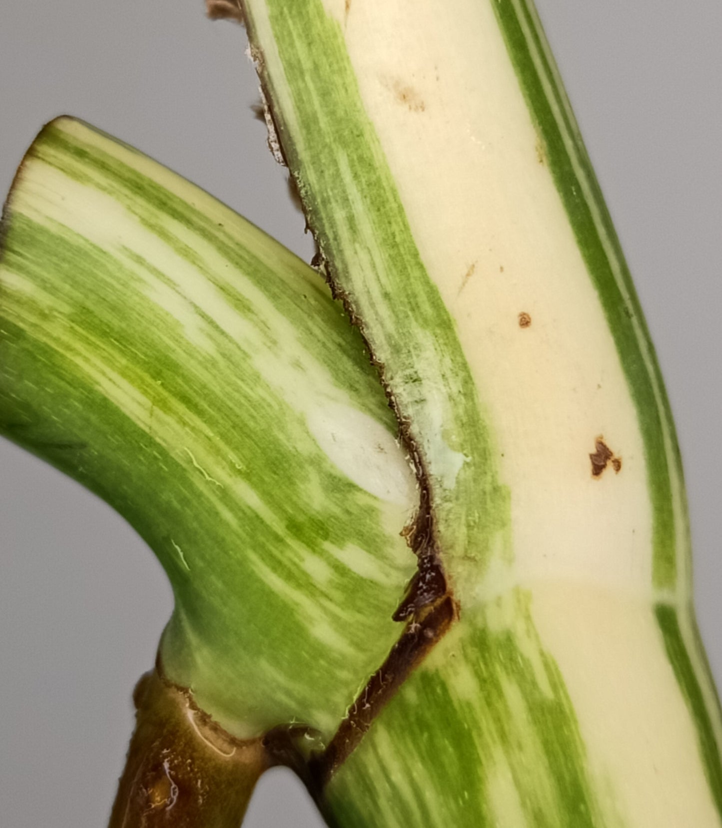 Monstera Albo Unrooted Cutting -MID CUT #11