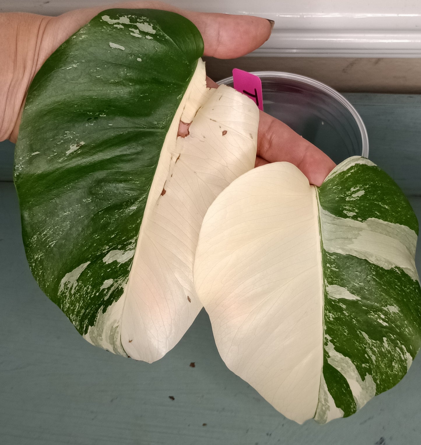 Monstera Albo Unrooted Cutting -TOP CUT #6 RESERVED FOR Amaya Inigo