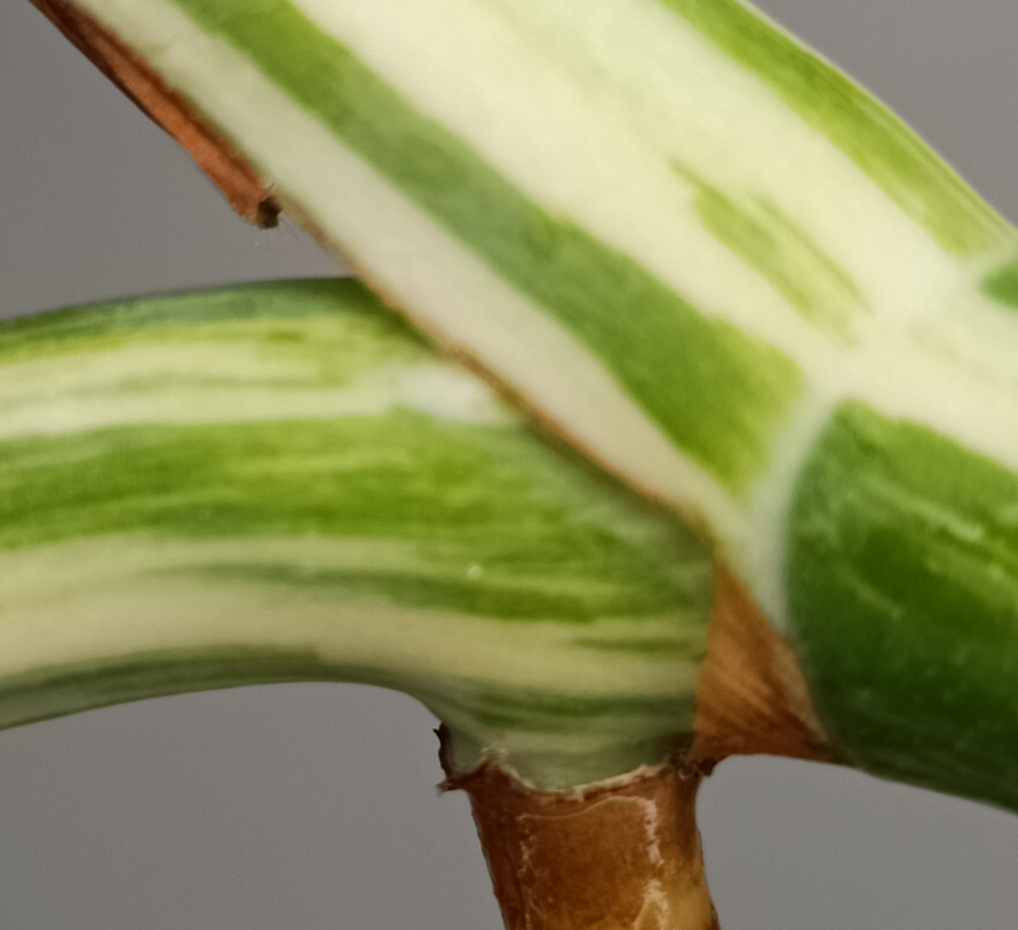 Monstera Albo Unrooted Cutting -MID CUT #7