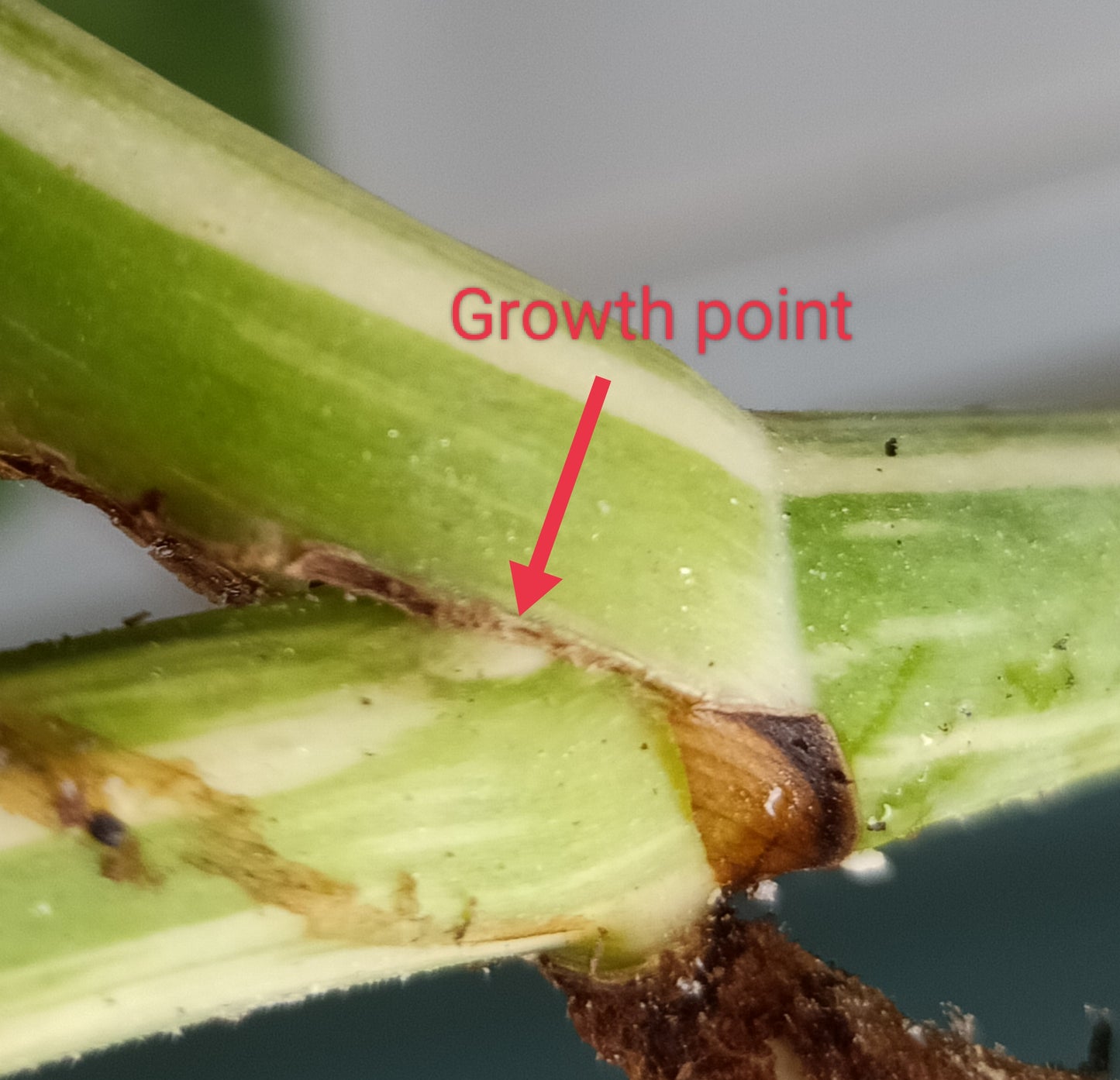 Monstera Albo Rooted Cutting -MID CUT #23