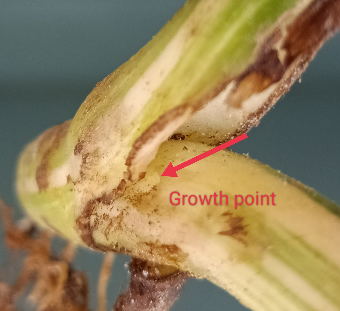 Monstera Albo Rooted Cutting -MID CUT #